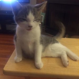 Meet your Posher, Debora